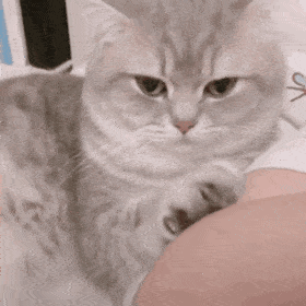 超可爱的猫咪表情包耶
