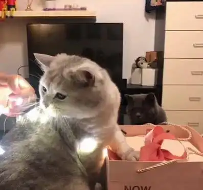 家里来了新猫咪,原住民居然是这样的表情,主人小委屈,抱抱你
