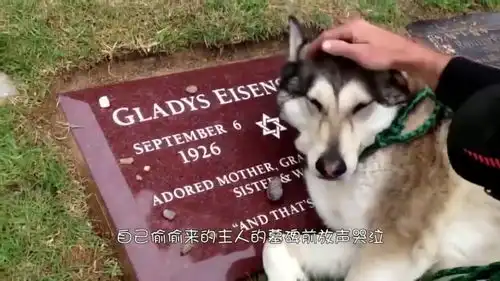 主人受伤被送去救援,狗狗全程跟随,一步也不愿离开
