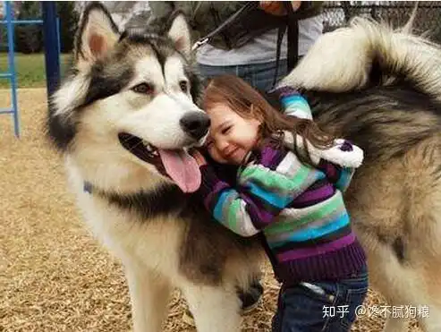 雪橇三傻中的阿拉斯加犬有什么缺点