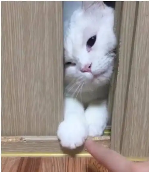 铲屎官用美食引诱猫咪,却不让它进屋子,猫咪这个表情笑喷了
