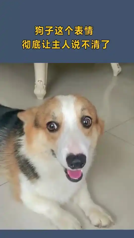 狗子表情包出处狗子说
