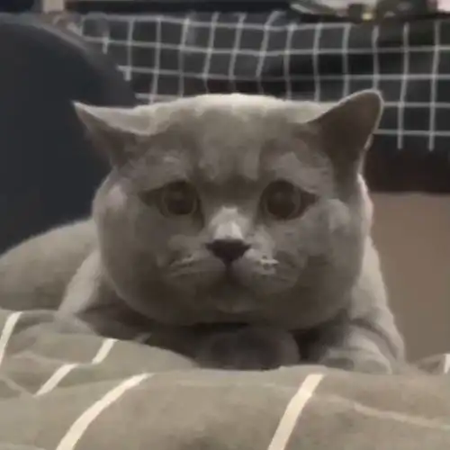 猫咪看到主人的棒棒糖,竟做出这样的表情,简直就是个吃货
