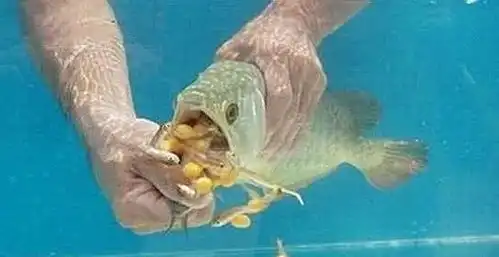 为讨丈母娘欢心,把女友家的鱼做成下酒菜这下该把女儿嫁给我了
