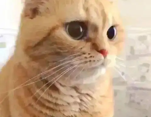铲屎官偷拍橘猫拉粑粑,细看橘猫的小表情后,大家都笑了
