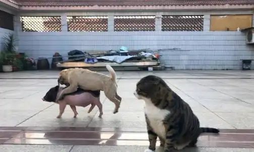 自从主人养了这头猪后,猫咪就失宠了,下一秒猫咪的表情绝了
