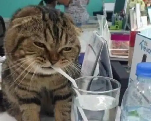 柴犬给猫咪按摩,一脸委屈的表情,主人看这俩货哭笑不得

