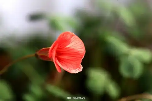 春天来了,送你一朵小红花
