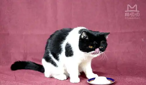 来看一条叫警长的黑猫,最强大脑王昱珩亲自挑选
