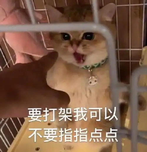 无敌可爱猫猫表情包游戏比我重要对不对

