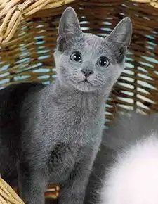 蓝猫俄罗斯特种猫科动物搜狗百科

