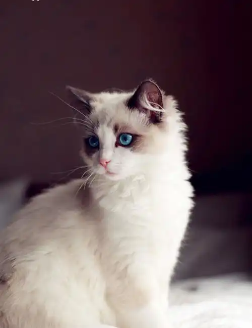 养猫的费用没有最经济,只有最合适
