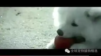狗狗凭记忆找回家的路,主人却有了新宠泪崩..

