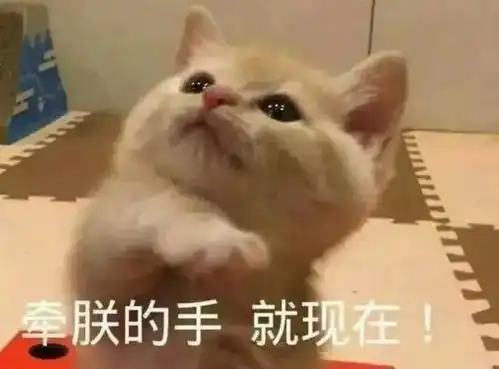 喵牵朕的手,就现在
