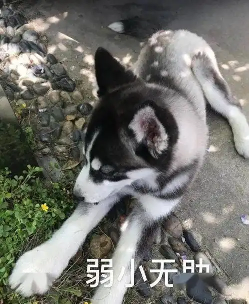 哈士奇最新二哈头像表情包六月,请对我好一点
