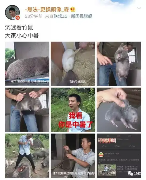 竹鼠杀手华农兄弟火了吃竹鼠的一百种理由了解一下

