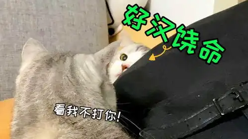 小猫快被打的表情,也太太太太可爱了吧又怂又贱又好笑