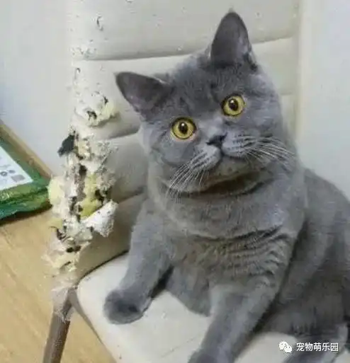 猫咪背叛主人的几个信号,早发现,早补救
