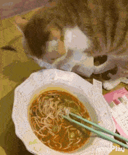 千万别在猫面前吃螺蛳粉,猫会以为你在...
