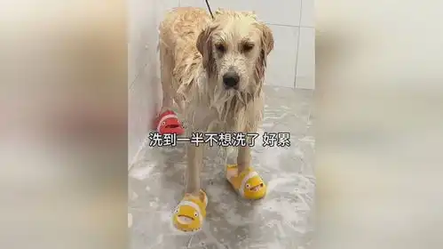 给狗子洗澡洗一半不想洗了,没想到狗狗这表情,一点都不开心

