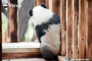 熊猫头是什么,比不上这些熊猫表情来的可爱
