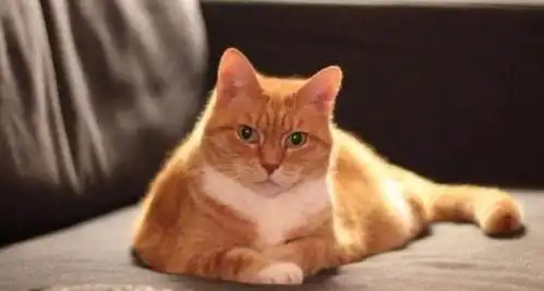 橘猫偷藏东西被主人发现后,它委屈的表情,让主人大笑
