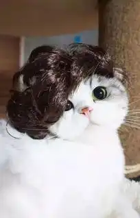 求这只小猫的组图,应该有其他的表情
