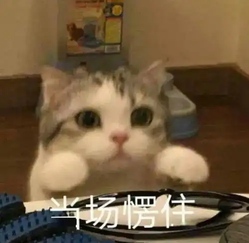 小动物可爱表情包熬夜冠军
