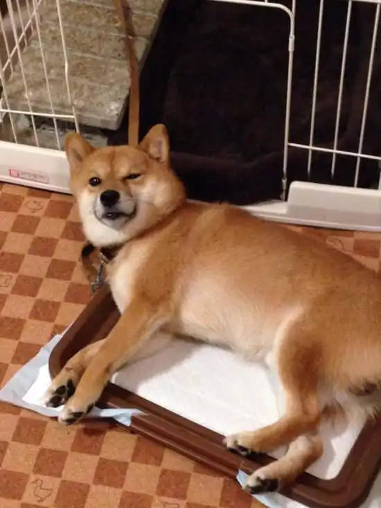 柴犬表情包搞笑戏精