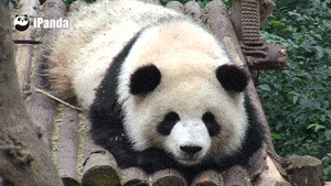 晚上好表情包熊猫然后呢