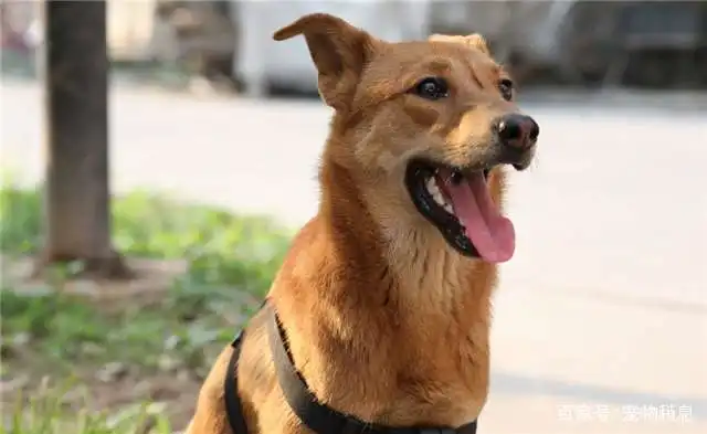 土狗看到宠物狗,为啥会逃走有主人撑腰就是不一样
