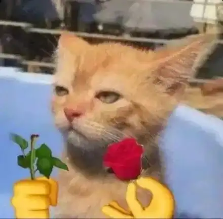 表情包可爱猫咪头拿玫瑰
