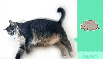 法国宠物猫模仿动画表情惟妙惟肖
