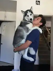 搞笑的动物趣图,太丢人了,叫我以后怎么出去见猫
