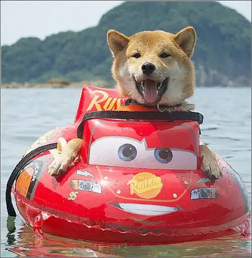 男子带柴犬漂流,本以为它会害怕,结果狗子的表情太搞笑了
