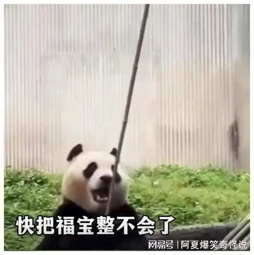 福宝熊猫基地,对香港居民免费开放,来看国宝表演吞剑吃竹子
