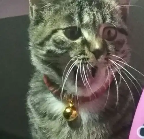 养狸花猫是什么样的体验
