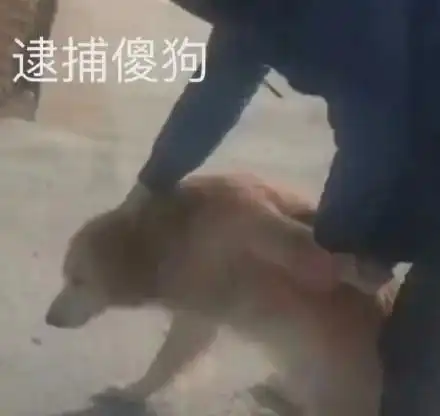 网购时,你遇到过哪些沙雕客服或评论我笑了
