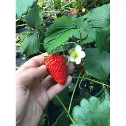 草莓苗怎么种,河北草莓苗,乾纳瑞农业
