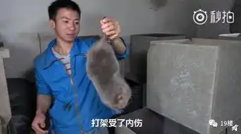 笑到泪奔竹鼠表情包窜上热搜吃它有一百种理由漂亮抑郁中暑
