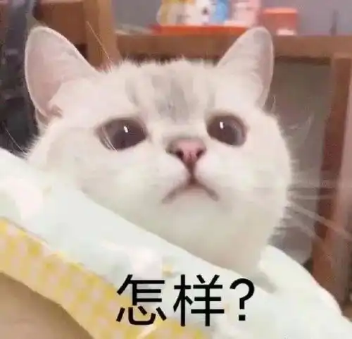 流浪橘猫被误认做金渐层而被收养,三个月后脖子带伤被弃养,橘猫而我,不配有家吗
