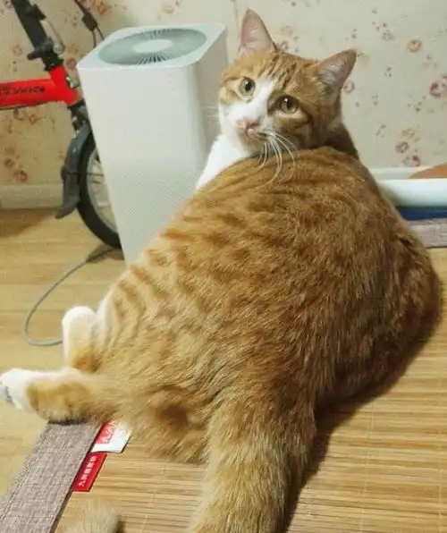 小橘猫的绝育之路,猫咪确认过眼神,是遇上对的人
