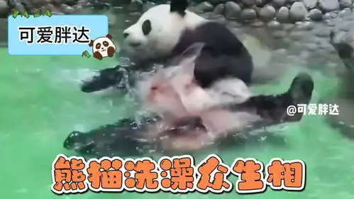 大熊猫洗澡众生相
