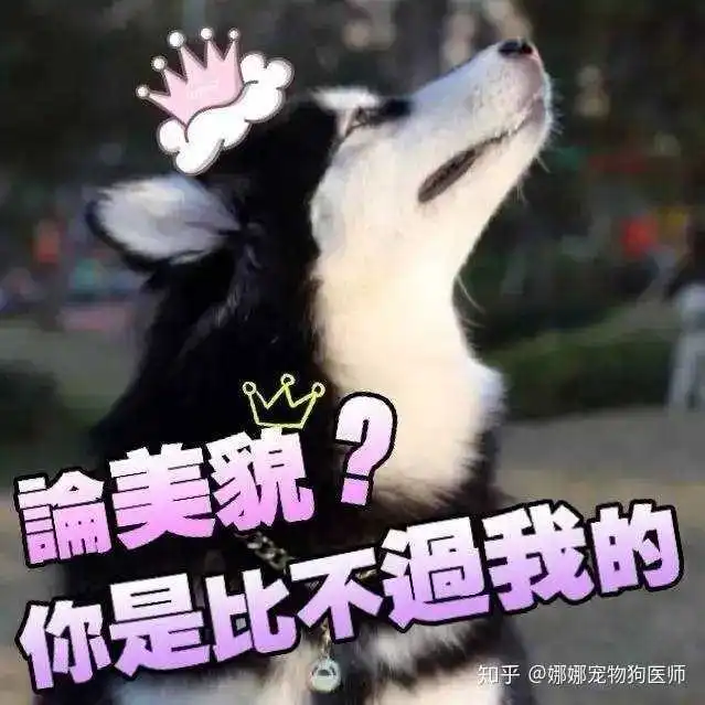 新手养狗的一些建议
