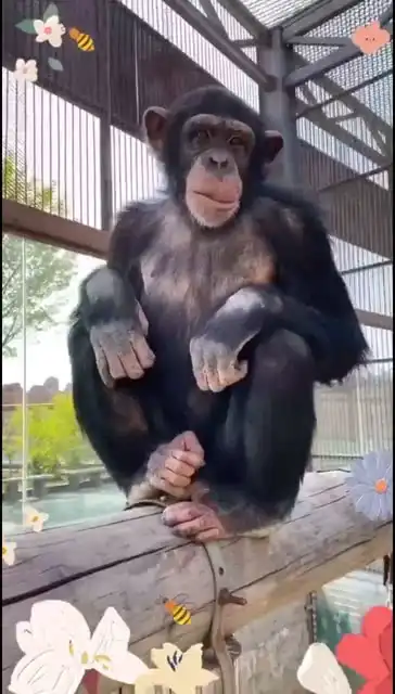 黑猩猩奶爸把手给我巧克力怪不好意思的
