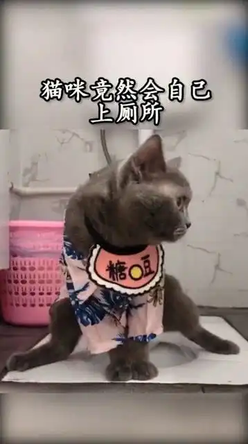 猫咪自己就会上厕所,劈开腿的那一刻,表情可正经了
