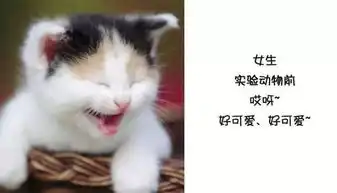 兽医学生表情包学医