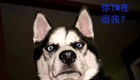 当哈士奇露出这些表情,我想你是无法拒绝的
