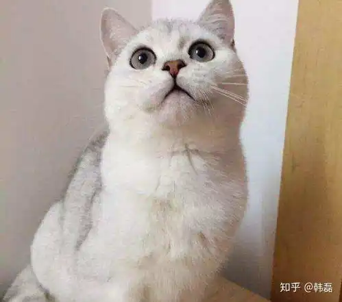 铲屎官必修课英短猫咪简介及常见颜色分类及优缺点
