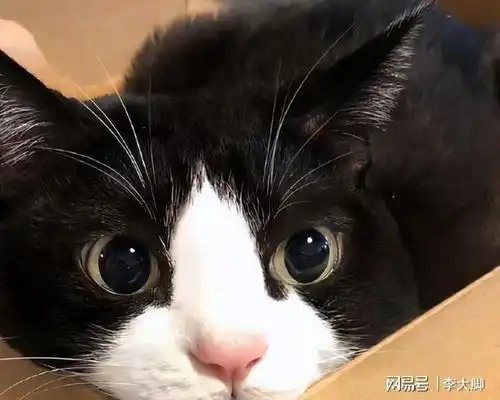 奶牛猫对你发出这6个信号,那么恭喜你,它很信任你
